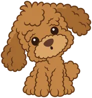 Luca the poodle tilting his head
