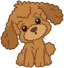 Luca the poodle tilting his head, thinking