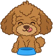 Luca the poodle licking his lips over his bowl