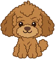 Luca the poodle sitting