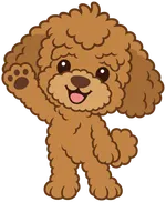 Luca the poodle waving